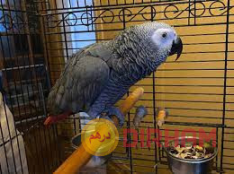 parrots-for-sale-big-1